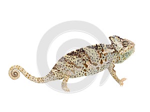 Chameleon isolated on white background Chamaeleo calyptratus