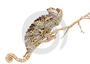 Chameleon isolated on white background Chamaeleo calyptratus