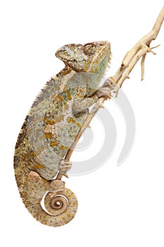 Chameleon isolated on white background Chamaeleo calyptratus