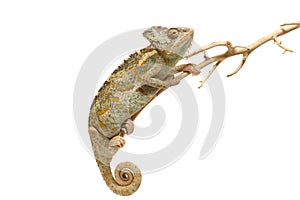 Chameleon isolated on white background Chamaeleo calyptratus