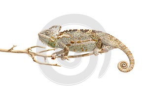 Chameleon isolated on white background Chamaeleo calyptratus