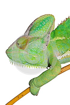 Chameleon isolated on white background. Green Reptile head.