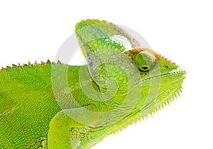 Chameleon on isolated white background. Green Reptile illustration.