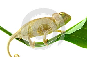 Chameleon. Isolation on white