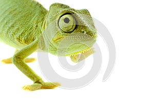 Chameleon. Isolation on white