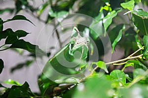 Chameleon with jungle leafs. Natural portrait, exotic animal looking to the camera