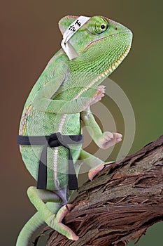 Chameleon karate kid