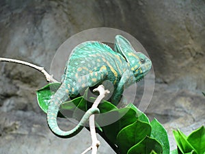 Chameleon lat. Chamaeleonidae close up photo