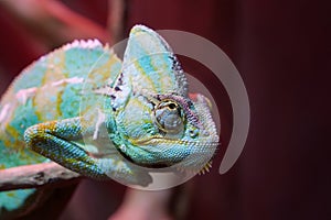 Chameleon - lizard adapted to an arboreal lifestyle, change body color