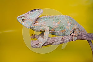 Chameleon,lizard on green background