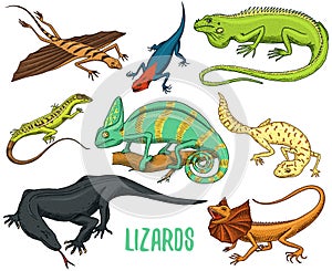 Chameleon Lizard, green iguana, Komodo dragon monitor, American Sand, exotic reptiles or snakes, spotted fat-tailed