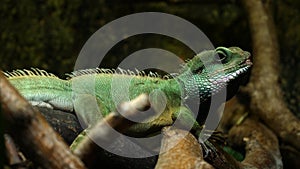 Chameleon Lizard , panther, catching insect, reptile, Chamaeleo using camouflage and walking. Concept of: Zoo, Wildlife, Hunter,