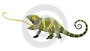 Chameleon lizard. Reptiles with curved tail and camouflage skin, tropical wildlife. Vector exotic animal illustration