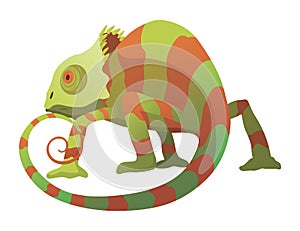 Chameleon lizard. Reptiles with curved tail and camouflage skin, tropical wildlife. Vector exotic animal illustration photo