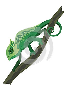Chameleon lizard. Reptiles with curved tail and camouflage skin, tropical wildlife. Vector exotic animal illustration