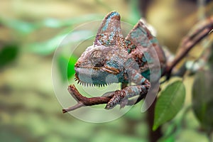 Chameleon lizard sitting on branch. Close-up view