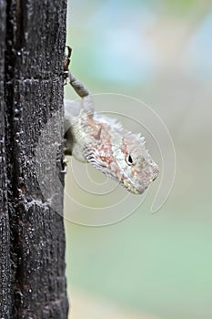 chameleon or Lizards, Lacertilia or Sauria or Squamata or Serpentes or reptile