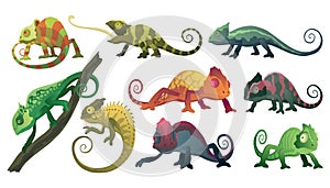 Chameleon lizards. Reptiles with curved tail and camouflage skin, tropical wildlife. Vector collection of different