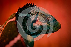 Chameleon Looking Back