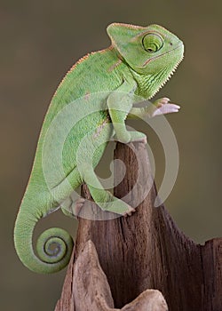 Chameleon looking down
