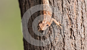 Chameleon looking into the eye