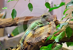 Chameleon in zoo terarium photo