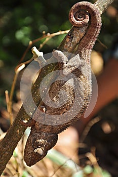 Chameleon in madagascar