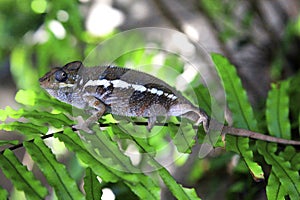 Chameleon from Madagascar photo