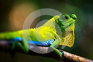 Chameleon in a natural environment in the forest
