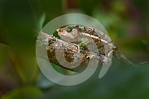 Chameleon in the nature habitat, Andasibe Mantadia NP in Madagascar. Calumma parsonii ssp. cristifer, Parson\'s photo