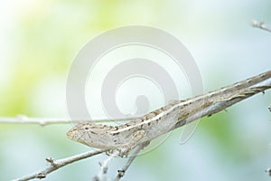 The chameleon in the naute close-up