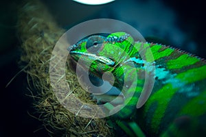 Chameleon near a uv light in its cage