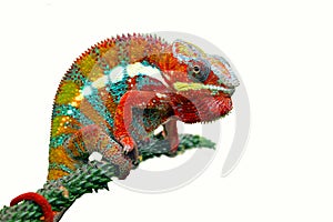 Chameleon panther on branch with white background