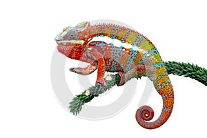 Chameleon panther, chameleon, colorfull, reptile