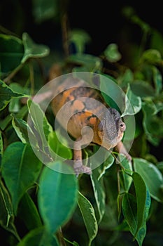 Chameleon pardalis female in nature