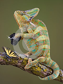 Chameleon photographer