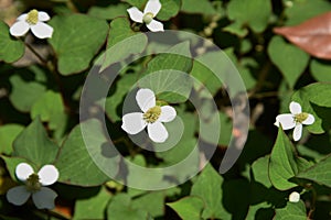 Chameleon plant flowers