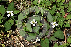 Chameleon plant flowers