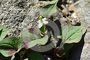 Chameleon plant flowers