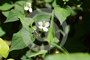 Chameleon plant flowers