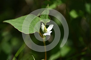 Chameleon plant flowers