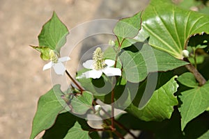 Chameleon plant flowers