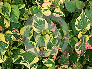 Chameleon plant (Houttuynia cordata) Variegata with green leaves beautifully variegated with shades of red, pink, yellow