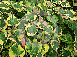 Chameleon plant (Houttuynia cordata) Variegata with green leaves beautifully variegated with shades of red, yellow