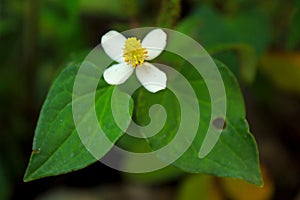 Chameleon plantï¼ŒHouttuynia cordata, fish mint