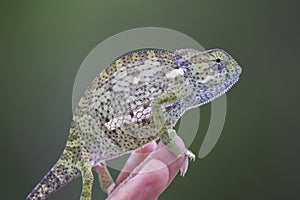 Chameleon portrait