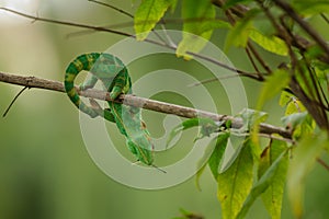 Chameleon with prey on branch