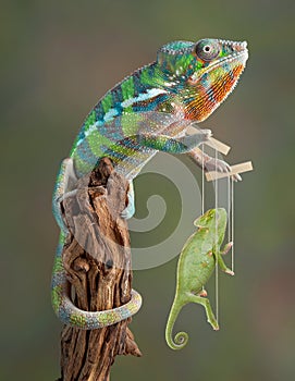 Chameleon Puppetmaster