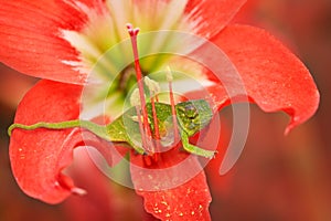 Chameleon in red flower bloom. Wills’ chameleon, Furcifer willsii, in the habitat, Andasibe-Mantadia NP in Madagascar. Lizard in