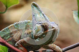 Chameleon